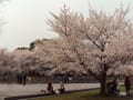 地元の桜（四条畷）