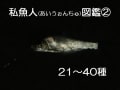 私魚人（あいうおんちゅ）図鑑②～タナゴ仕掛けで釣れた２１～４０種の生き物たち