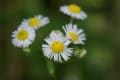 山門の道を飾る花