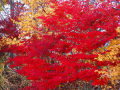 紅葉台　紅葉と富士山