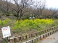 梅が終わった幕山登山