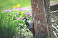 東藻琴芝桜公園