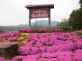 福知山市長尾のしばざくらはピンク色のじゅうたんのようです。