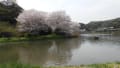 三渓園の桜を訪ねて