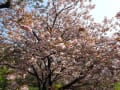 八重桜がとても綺麗です・・・花の重みで下向きに咲いて～