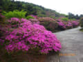 久しぶりの山登り雲仙普賢岳