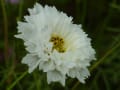 木曽三川公園センター秋の花物語