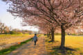 ありふれた桜の風景