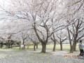 和戸公園でお花見