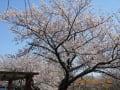 豊橋向山大池公園2012池の桜