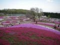 みさと芝桜公園