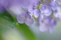 花　はな　紫陽花　梅雨