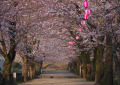 ２０１２の春・菊池神社の桜