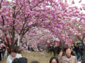 造幣局桜通り抜け（２０１４年４月１３日）