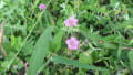 初秋の畑、野山の花