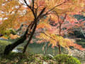 成田山の紅葉2012.11.24