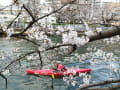 2025桜三昧