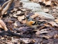 長居植物園の野鳥VOL,1アトリ