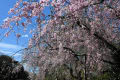 幸田文化公園の枝垂れ桜