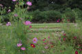 里山の秋・草花