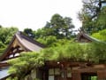 應聖寺　神積寺　沙羅双樹