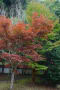200911 鹿児島市内 清水岩屋公園　紅葉いろいろ　城山観光ホテルのツリー　夜景