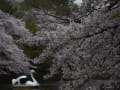 井の頭公園の桜