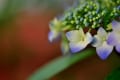 大師の紫陽花