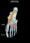 [2](足)母指外転筋　底側骨間筋　2 - コピー.jpg