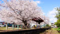 [14]桜の駅.JPG