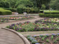 智光山公園のアジサイ