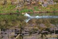 [18]奥卯辰山公園のコブハクチョウ