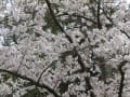 淡路市内桜２０１６年４月