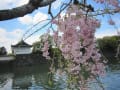 桜の花・皇居乾通り