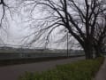 朝の遊歩道を歩いて・・・。ソメイヨシノの蕾を眺め・・・