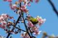 河津桜と目白ー３