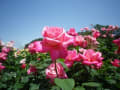 北関東最大級・前橋、ばら園。心豊かに・・・薔薇を眺めていると