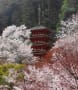 花の長谷寺　桜満喫