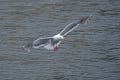 道東探鳥ツアー4日目、フルマカモメ（北海道羅臼町）