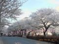 播磨坂の桜（３月２８日）