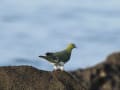 海水を飲む鳩