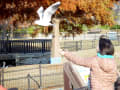 昆陽池公園の白鳥とユリカモメ