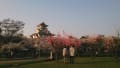 長浜城の桜26.4.8-17時