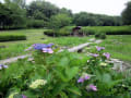 大和民俗公園の花たち（2012．06．28）
