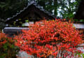 浄瑠璃寺と岩船寺