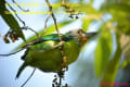 [27]Golden-throated Barbet26Feb2014-03a-s.jpg