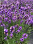紫陽花とラベンダー