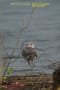 [18]Common Greenshank6Feb2011-02p-s.jpg