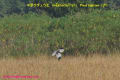 [77]Pied Harrier09Jan2014-J1-05a-s.jpg