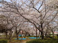 2012年4月2日、大村公園桜満開